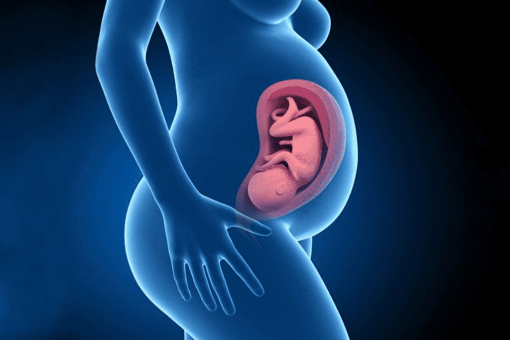 imagem mostrando o feto na barriga.IA